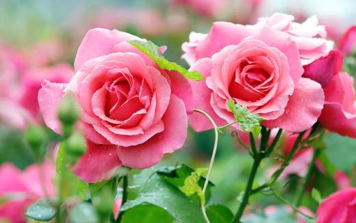 1744584 (a): :2880x1800
